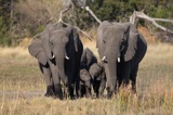 Tubu Tree - Elephant family2 Tubu Tree - Elephant family2